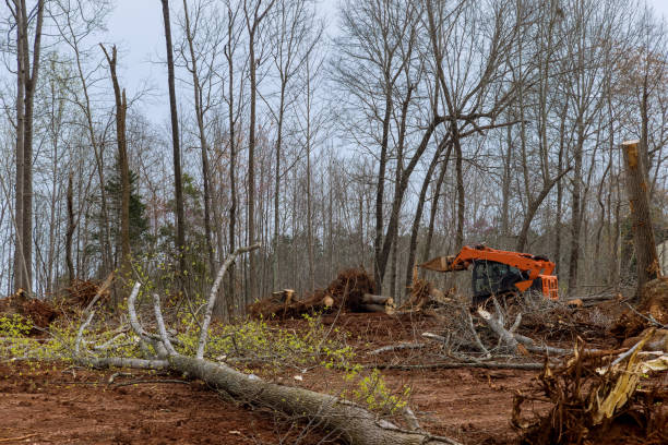 Best Stump Grinding and Removal  in Needles, CA